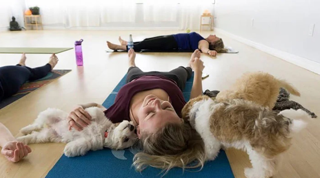 Puppy Yoga Practitioners In Toronto Share The Cuteness On TikTok – Yes, Yoga With Dogs