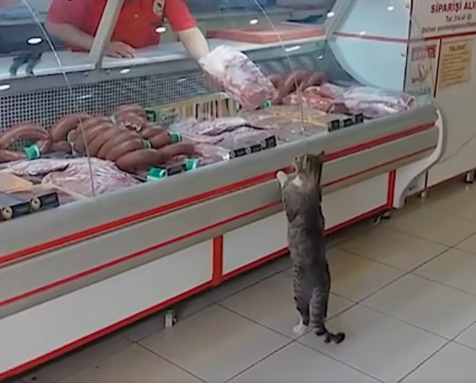 WATCH: Hungry Stray Cat In Türkiye Visits The Meat Shop Daily For Free Food