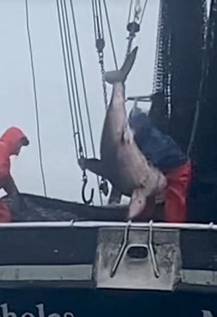 Alaskan Fisherman Has Lucky Escape As Shark Tries To Bite Off His Genitals!