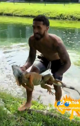 Florida Man Captures Huge Iguana With His Bare Hands