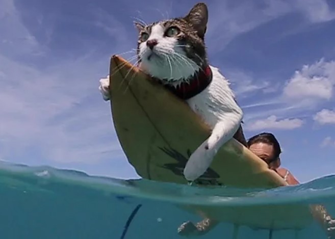This Cat Loves Surfing The Waves In Hawaii