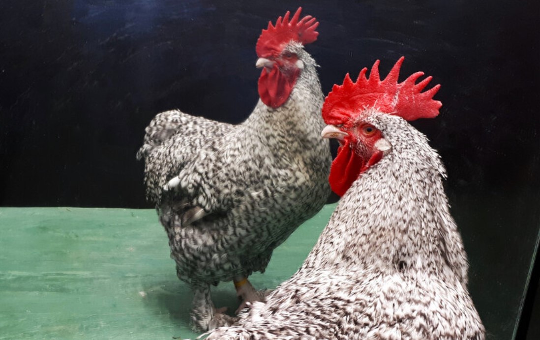 Roosters May Recognize Themselves In The Mirror, Study Shows