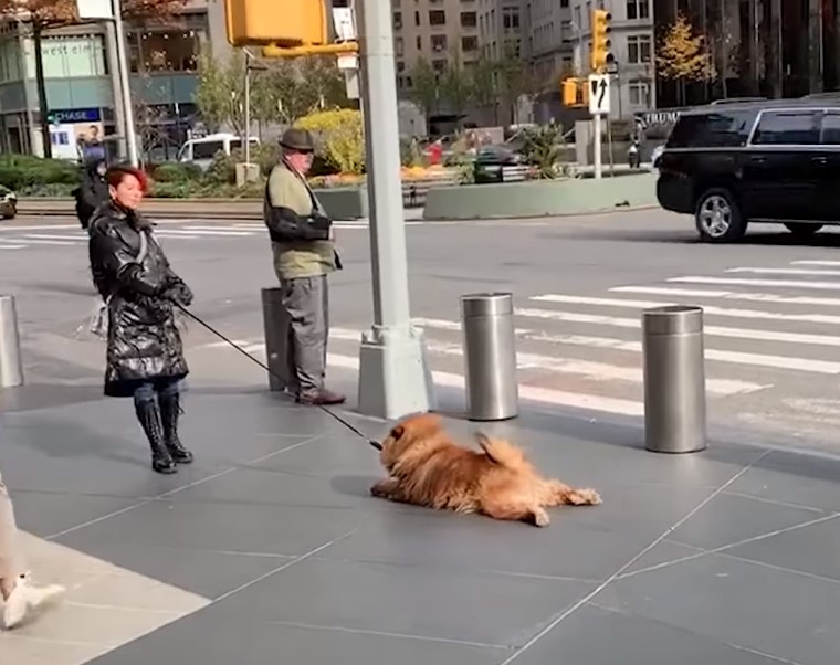 Cute Chow Chow In NYC Refuses To Walk With Owner