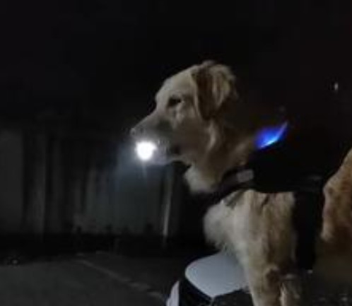 With A Flashlight In His Mouth, This Dog In China Waits For His Owner Until She Gets Home Safely Every Night
