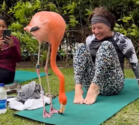 This Pink Flamingo Interrupts A Woman’s Yoga Session To Show Off Its Postures