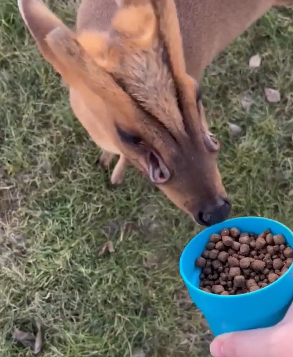 ‘Alien-Looking’ Muntjac Deer Are Catching The Attention Of Redditors, Find Out Why