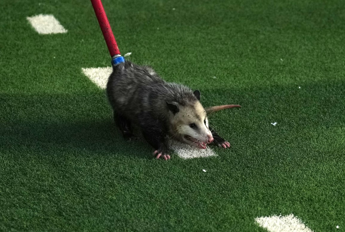 Opossum Crashes A Texas Football Game, Becomes An Instant Internet Celebrity